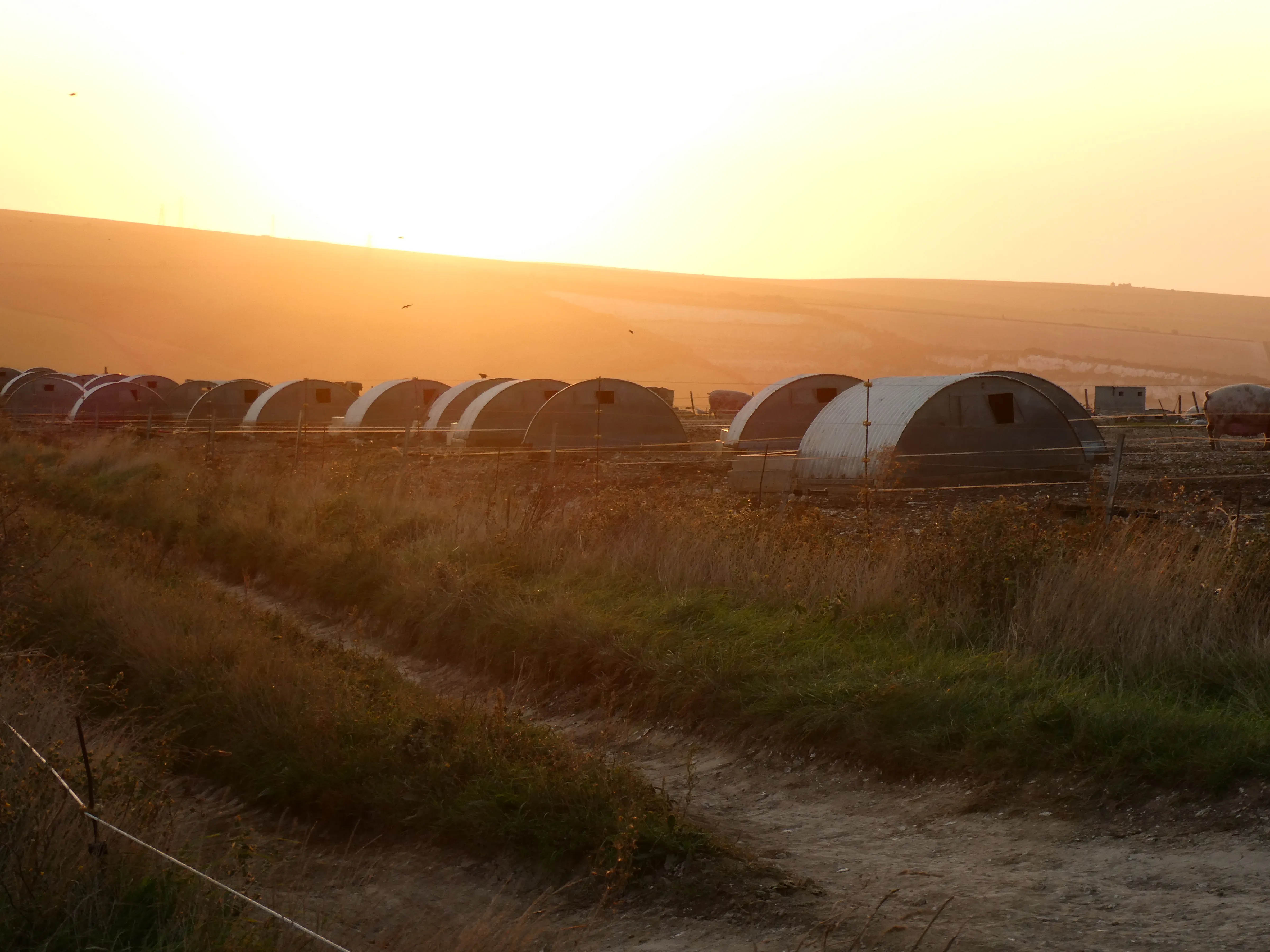 Sunrise over pig farm on South Downs